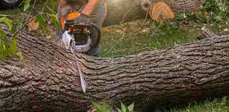 Best Tree Maintenance Programs  in Contra Costa Centre, CA