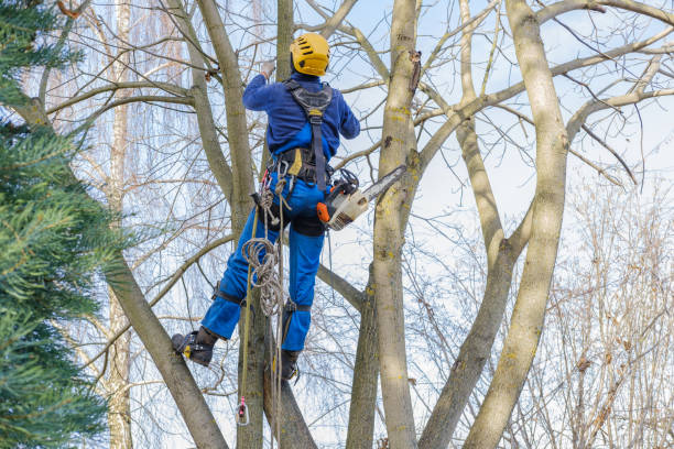  Contra Costa Centre, CA Tree Services Pros