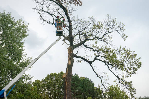 Professional Tree Services in Contra Costa Centre, CA