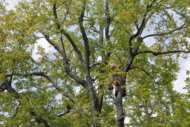 How Our Tree Care Process Works  in  Contra Costa Centre, CA